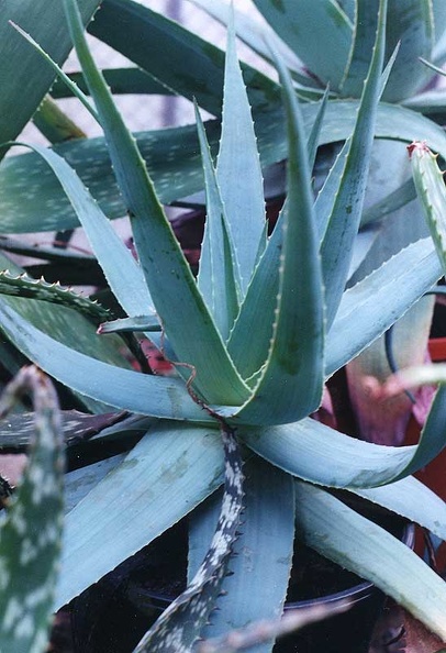 aloe-torncrofthii.jpg