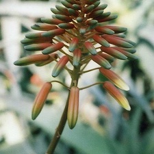 Aloe delaetii (2979 відвідувань) Фото Марины Николаевны Гайдаржи (Киев). Растение из кие... Aloe delaetii