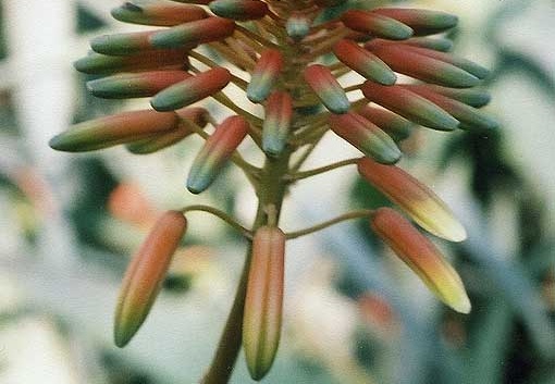 Aloe delaetii (2976 відвідувань) Фото Марины Николаевны Гайдаржи (Киев). Растение из кие... Aloe delaetii