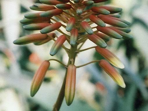 Aloe delaetii (2976 відвідувань) Фото Марины Николаевны Гайдаржи (Киев). Растение из кие... Aloe delaetii