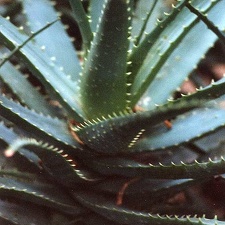 Aloe spinosissima (2870 відвідувань) Фото Марины Николаевны Гайдаржи (Киев). Растение из кие... Aloe spinosissima