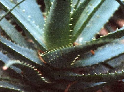 Aloe spinosissima (2870 відвідувань) Фото Марины Николаевны Гайдаржи (Киев). Растение из кие... Aloe spinosissima