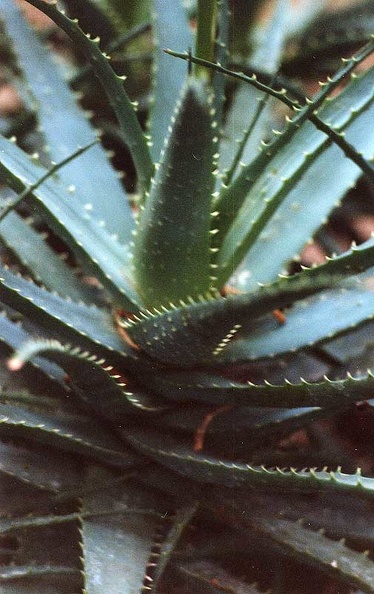 aloe-x-spinossissims.jpg