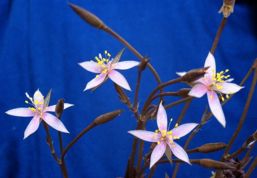 Anacampseros arachnoides (2443 відвідувань) Anacampseros arachnoides