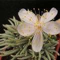Avonia alstonii 001