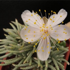 Avonia alstonii 001 (2239 відвідувань) Avonia alstonii 001