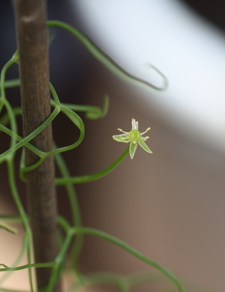Bowiea_volubilis_001.JPG