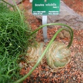 Bowiea volubilis bulbs (1916 відвідувань) Bowiea volubilis bulbs