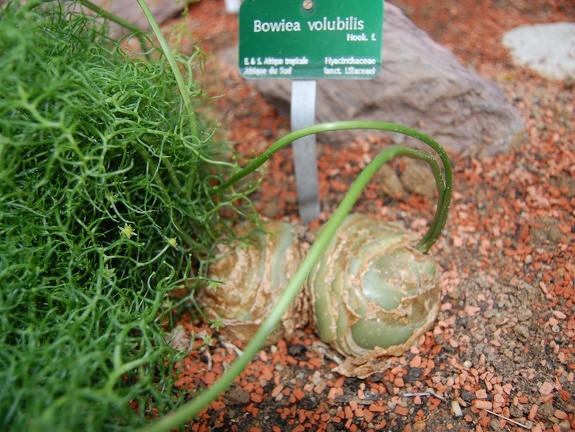 Bowiea volubilis bulbs (1917 відвідувань) Bowiea volubilis bulbs