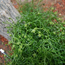 Bowiea volubilis flowers (1983 відвідувань) Bowiea volubilis flowers