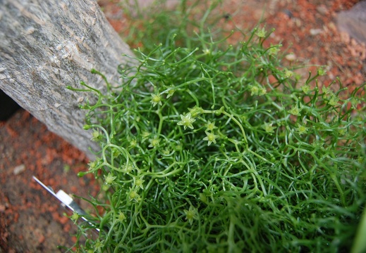 Bowiea volubilis flowers (1980 відвідувань) Bowiea volubilis flowers