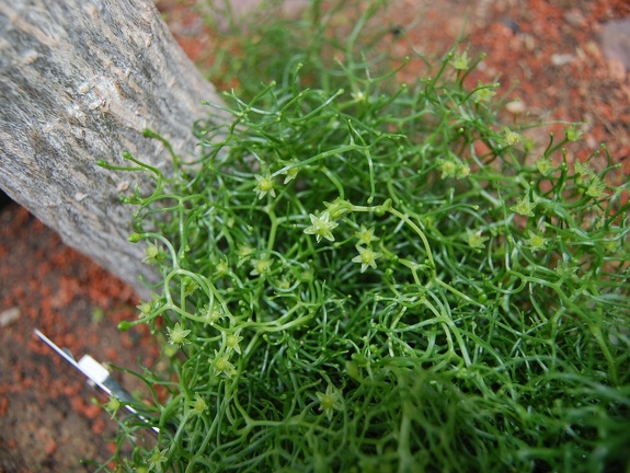 Bowiea volubilis flowers (1987 відвідувань) Bowiea volubilis flowers