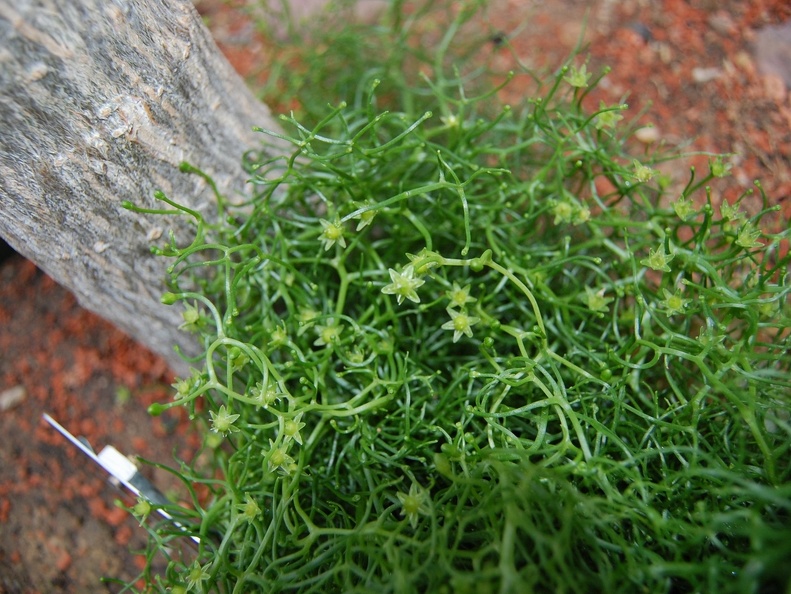 Bowiea volubilis flowers (1981 відвідувань) Bowiea volubilis flowers