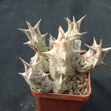 Caralluma dummeri (2151 відвідувань) Caralluma dummeri