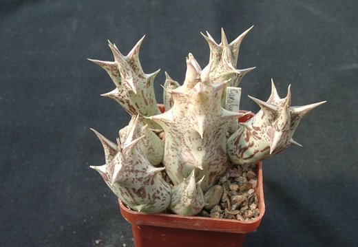 Caralluma dummeri (2151 відвідувань) Caralluma dummeri