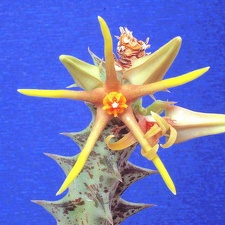 Caralluma wissmannii (2234 відвідувань) Caralluma wissmannii