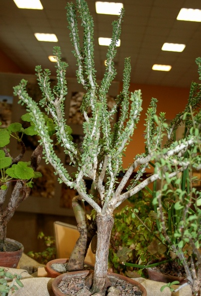 Ceraria_namaquensis_001.JPG