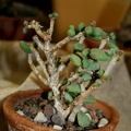 Ceraria_pygmaea.JPG