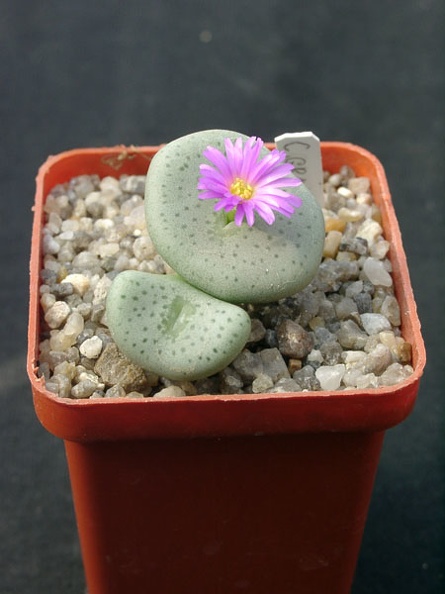 Conophutum_gratum.jpg