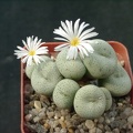 Conophutum gratum cf albiflorus (2122 відвідувань) Conophutum gratum cf albiflorus