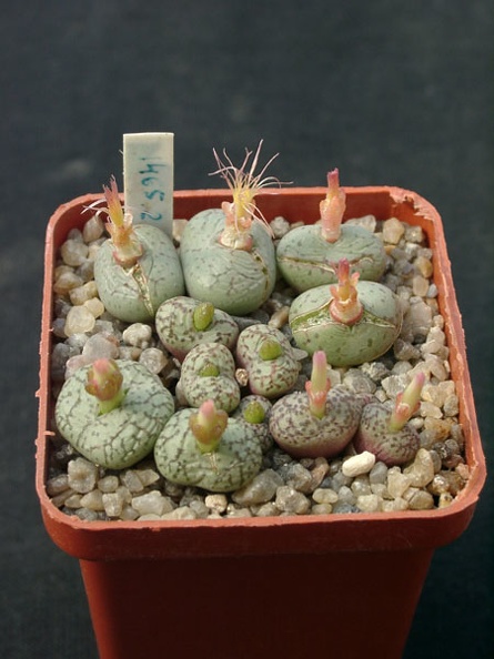 Conophutum_uvaeforme_SB952.jpg