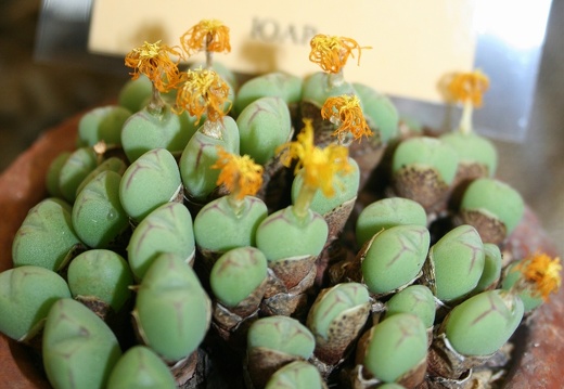 Conophytum bilobum 002