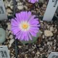 Conophytum regale