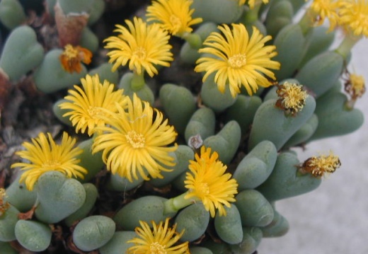 Conophytum