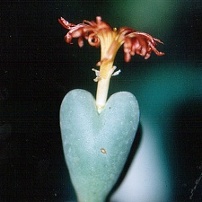 Conophytum frutescens (2740 відвідувань) Фото и растение Татьяны Кецко (Киев)
Conophytum frutescens