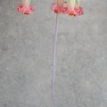 Cotyledon_papillaris.JPG