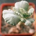 Cotyledon undulata f monstrosa (2108 відвідувань) Cotyledon undulata f monstrosa