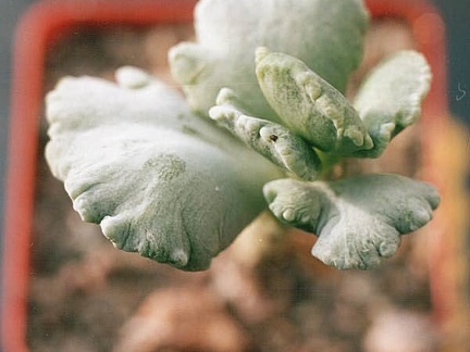 Cotyledon undulata f monstrosa (2108 відвідувань) Cotyledon undulata f monstrosa