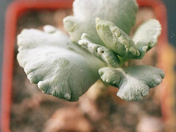 Cotyledon undulata f monstrosa (2108 відвідувань) Cotyledon undulata f monstrosa
