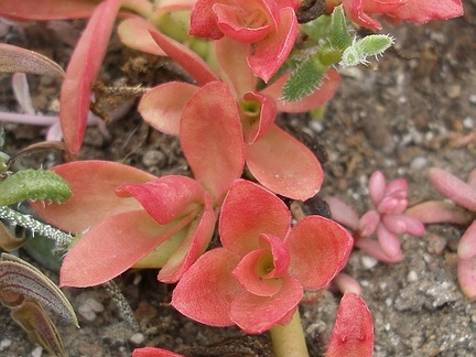 Crassula americana cv Flame (2316 відвідувань) Crassula americana cv Flame