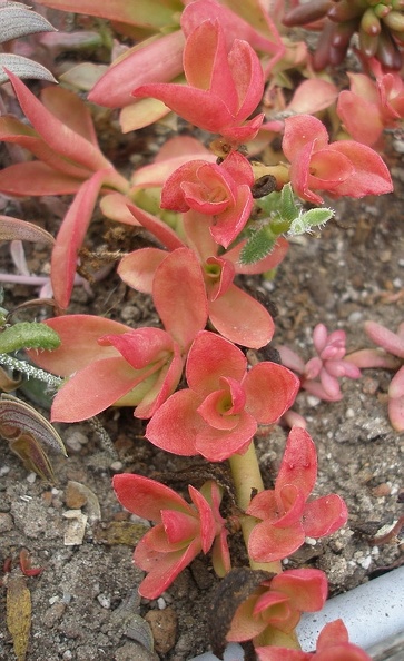 Crassula_americana_cv_Flame.jpg