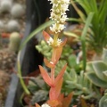 Crassula cv Flame Iv FG (2164 відвідувань) Crassula cv Flame Iv FG
