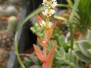 Crassula cv Flame Iv FG (2167 відвідувань) Crassula cv Flame Iv FG