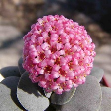 Crassula cv Morgan-s beauti (2127 відвідувань) Crassula cv Morgan-s beauti