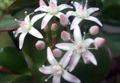 Crassula portulacea FG Iv (1875 відвідувань) Crassula portulacea FG Iv
