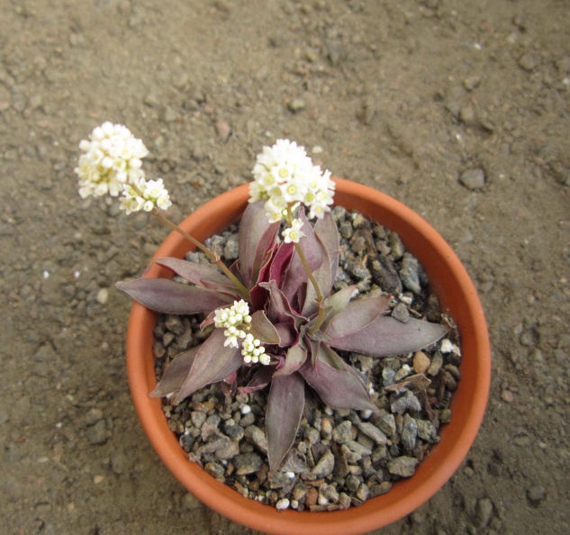 Crassula_rosularis1.JPG