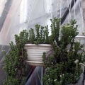 Crassula rupestris FG Iv (1809 відвідувань) Crassula rupestris FG Iv