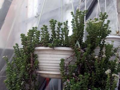 Crassula rupestris FG Iv (1810 відвідувань) Crassula rupestris FG Iv