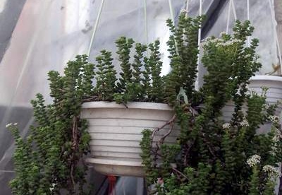 Crassula rupestris FG Iv (1809 відвідувань) Crassula rupestris FG Iv