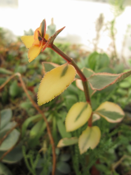 Crassula_sarmentosa_f__variegata.JPG