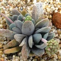 Crassula tecta (1847 відвідувань) Crassula tecta