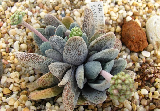 Crassula tecta (1847 відвідувань) Crassula tecta