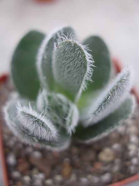 Crassula_tomentosa_Ketsko_-_photo_Ivanova.jpg