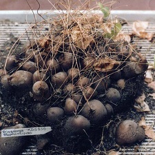 Dioscorea elephantipes RDS 350 (3274 відвідувань, 1 коментар) Фото и растение Александра и Сергея Червинко (Винница) Dioscorea elephantipes RDS 350