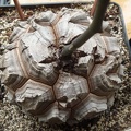 Dioscorea elephantipes Archis FG (2012 відвідувань) Dioscorea elephantipes Archis FG