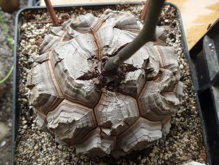 Dioscorea elephantipes Archis FG (2016 відвідувань) Dioscorea elephantipes Archis FG
